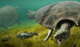 广州乌龟爆料案件最新,揭秘背后惊人真相与法律较量